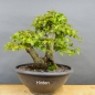 Preview: Carpinus Hainbuche Weissbuche